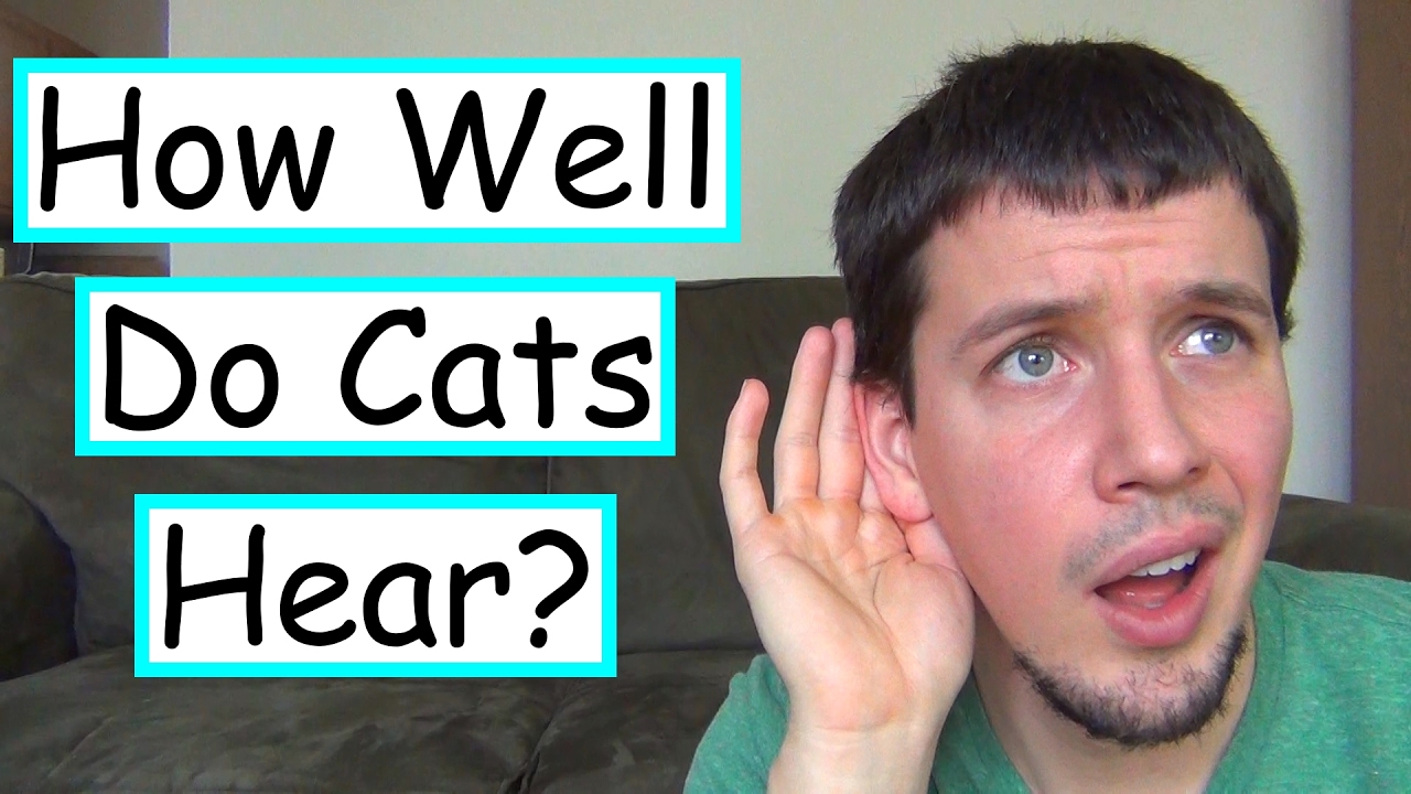How Well Do Cats Hear?