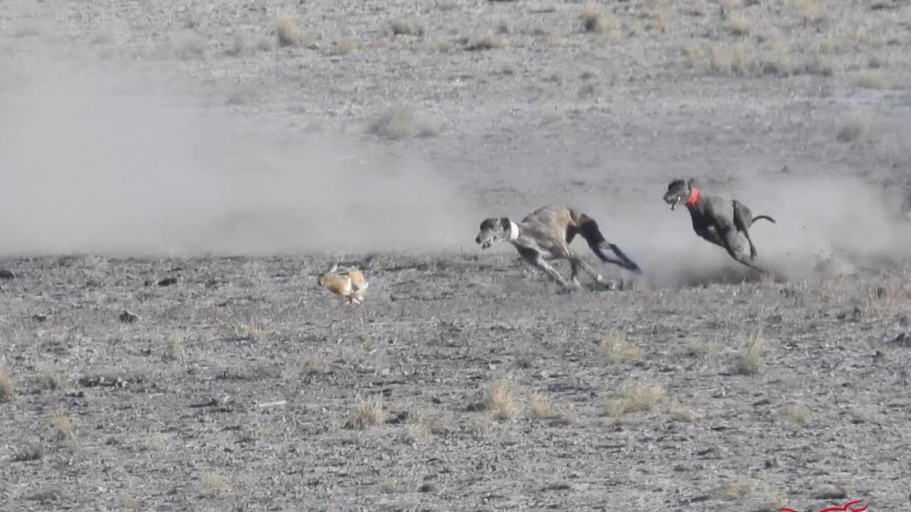 Carreras en Los Prados, Albacete