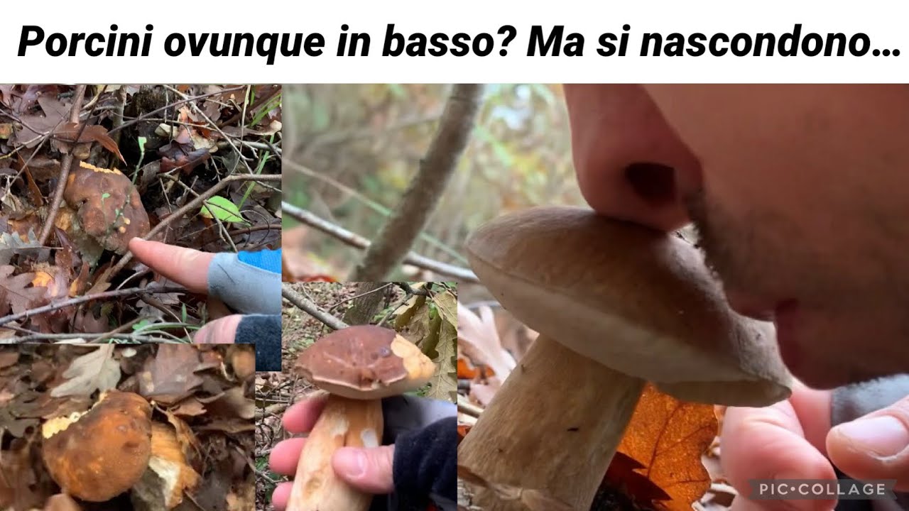 Come scovare i porcini nel sottobosco, quali zone sono più adatte? Avventure fungaiole