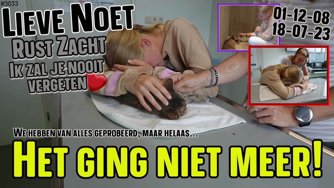 Mijn POES is ERG ZIEK. Ze wordt NIET MEER BETER. 😥Er is een AFSPRAAK bij de DIERENARTS 😪#3033