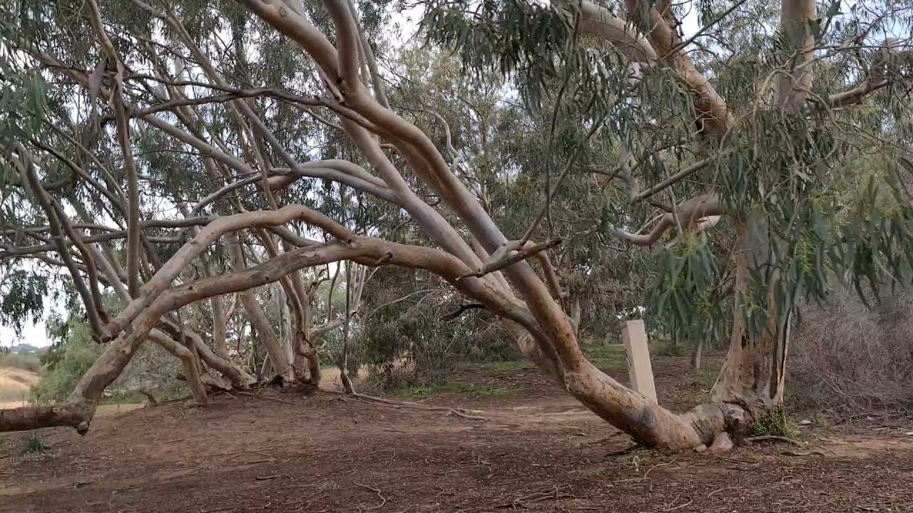 שפך נחל שורק לאחר הגשם - Daily walk in Israel Sorek stream 4k