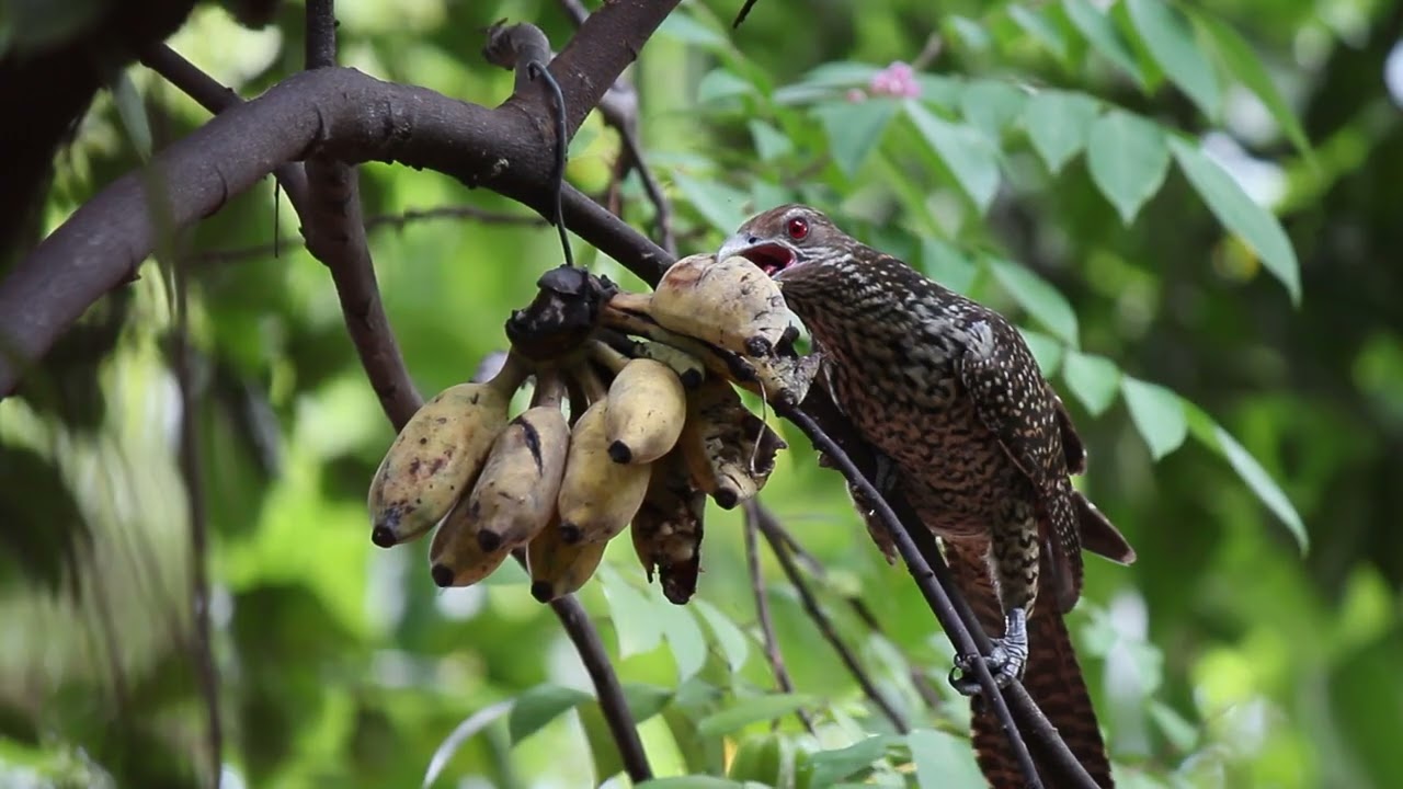 cuckoo