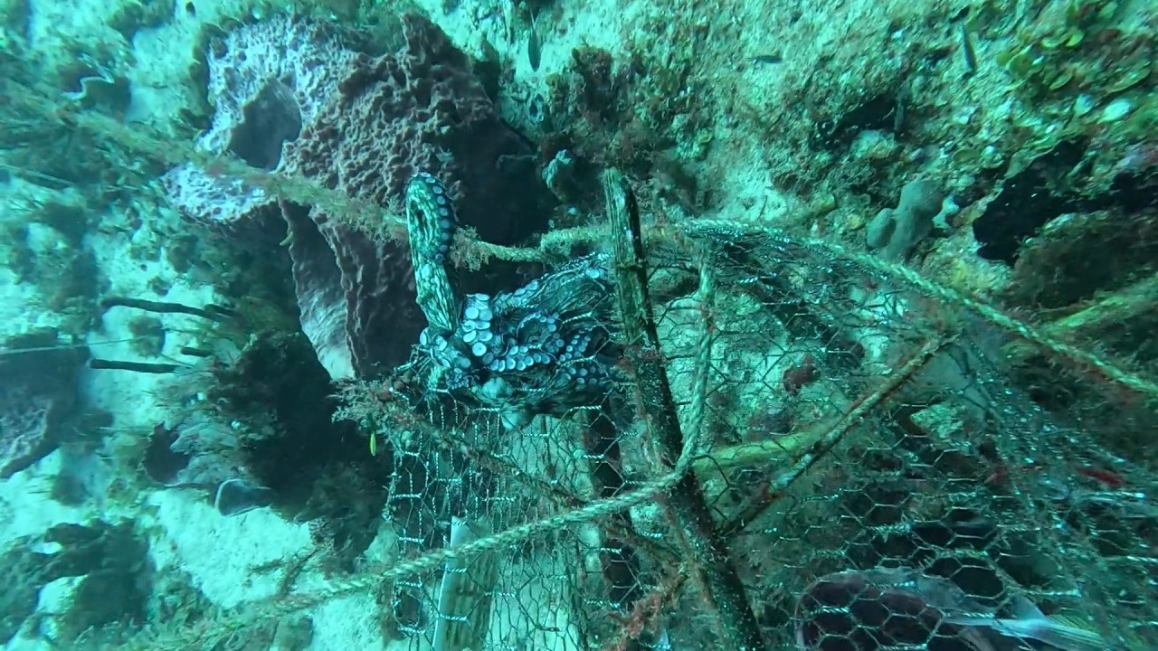 Octopus Rescue 🐙