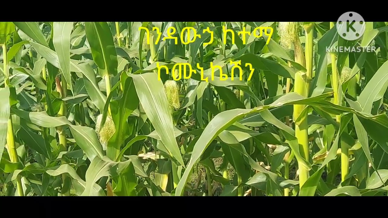 በምዕራብ ጎንደር ዞን ገንዳዉሃ ከተማ አስተዳደር  እየለማ ያለ መደበኛ የበጋ መስኖ