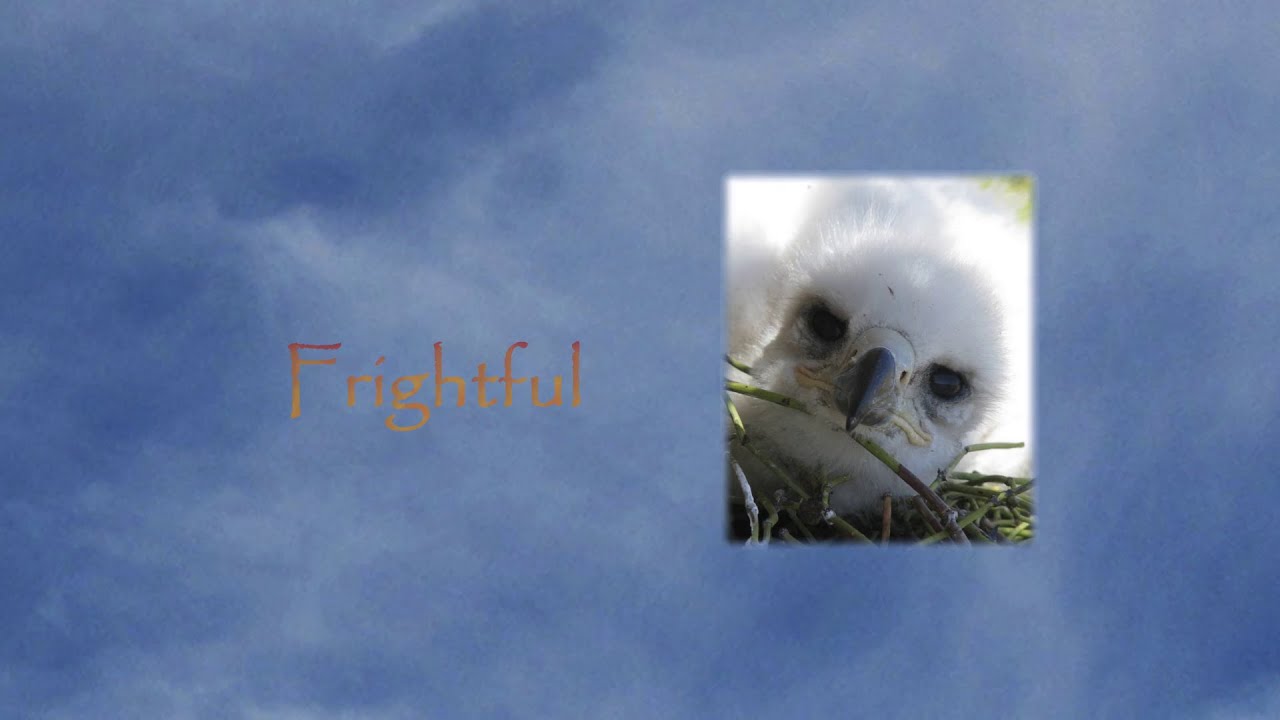 Frightful |  A Golden Eagle's Extraordinary Journey (Excerpt)
