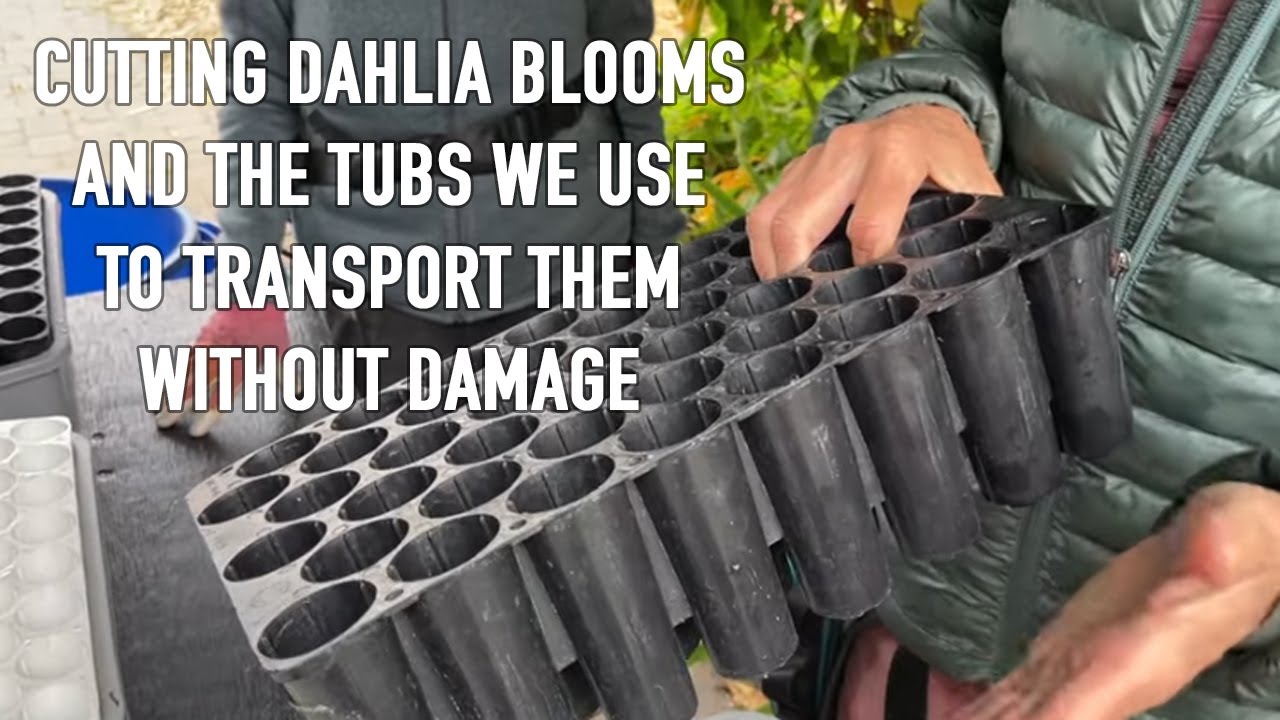251. How We Harvest Our Dahlia Blooms and Ready Them For Travel.