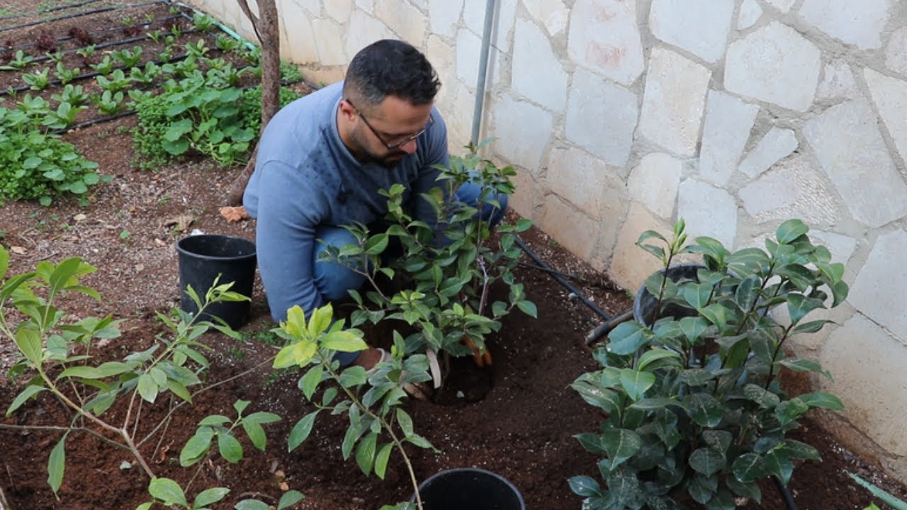 اضافة نباتين كاميليا للحديقة