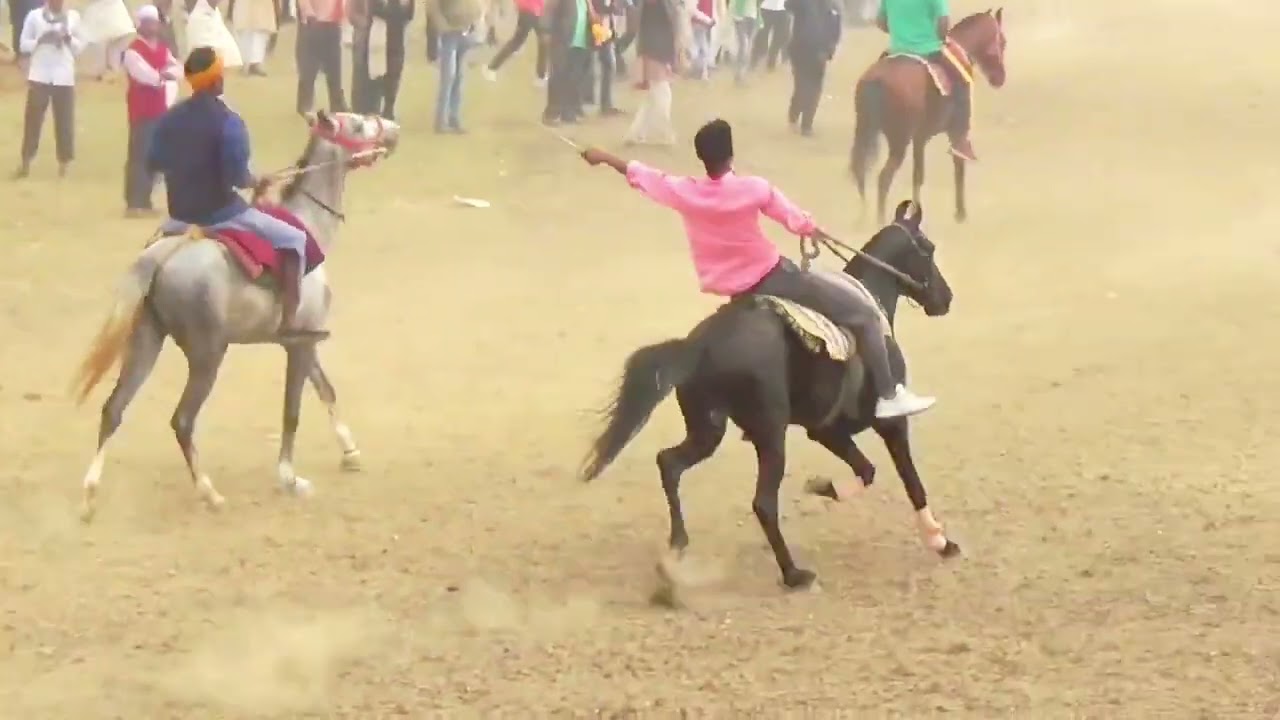 NEW HORSE IN BRAHAMPUR HORSE FAIR OWNER HARERAM SINGH FROM BIHAR PRACTICES BY SAWAR MAKAUU 2021 