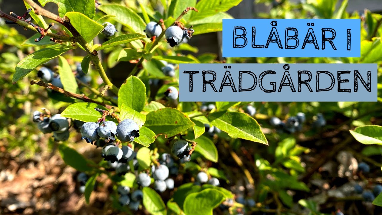 Amerikanska BLÅBÄR i trädgården - Skörd och hur jag sköter mina sju buskar