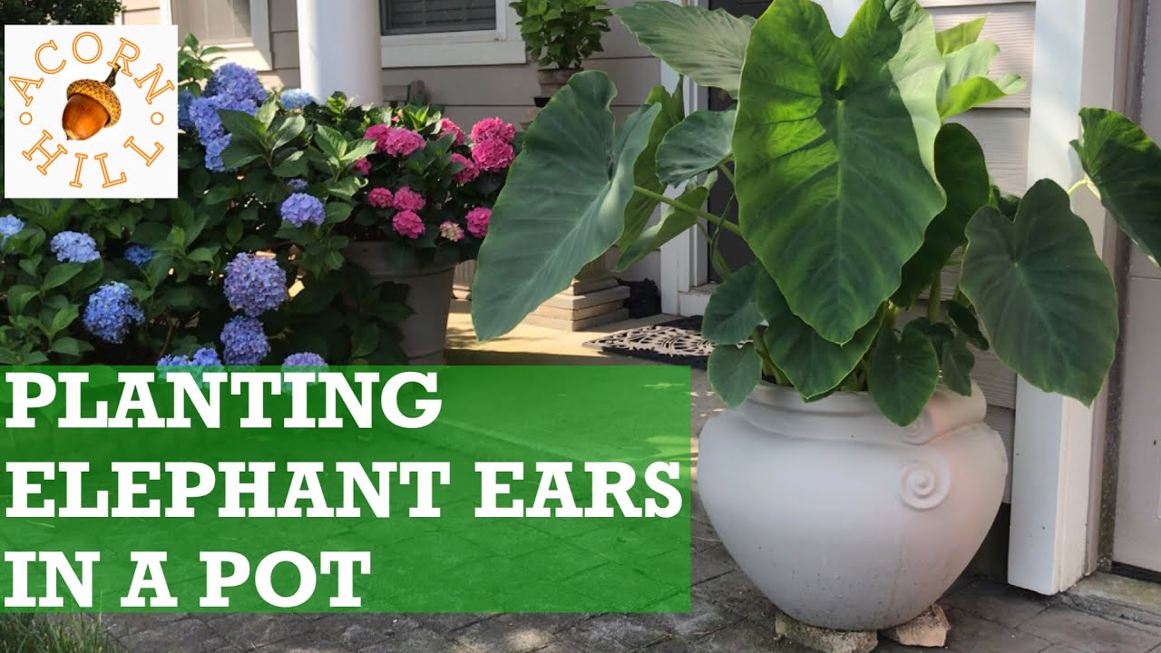 Planting Elephant Ears in a Pot. Acorn Hill Alocasia in Pot. Growing Elephant Ears