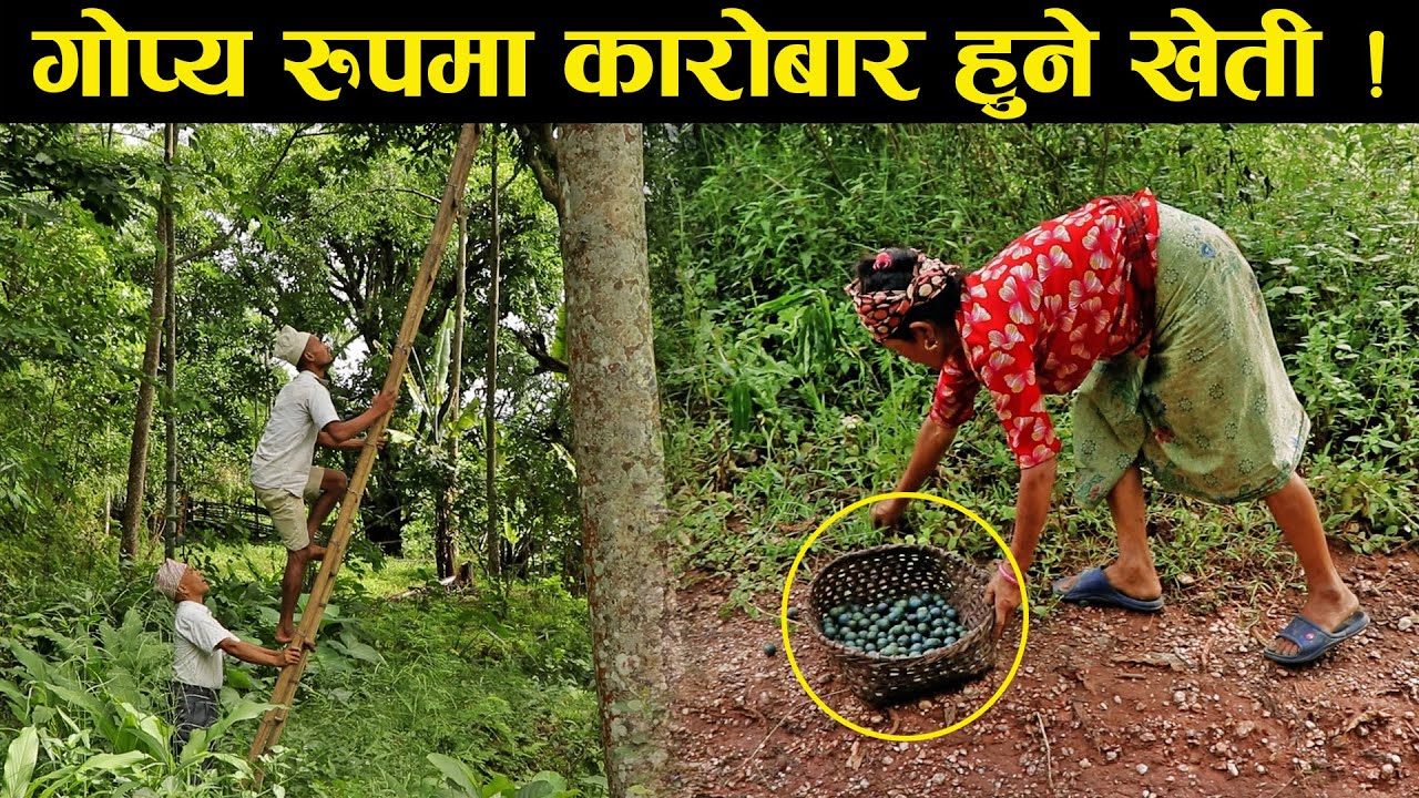 एउटै खेतीले फेरिदियो सिङ्गो गाउँको मुहार !