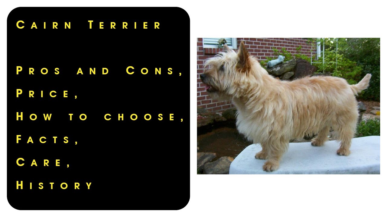 Cairn Terrier. Pros and Cons, Price, How to choose, Facts, Care, History