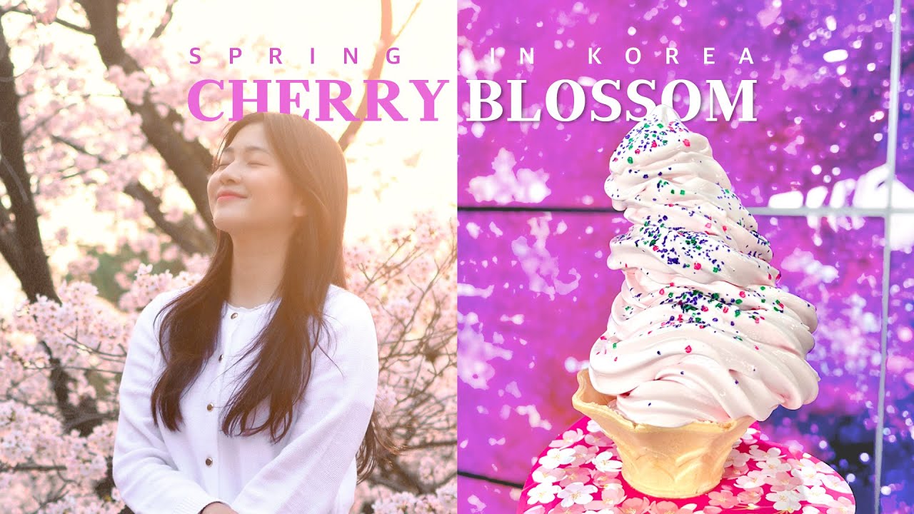 MUSIM TERCANTIK DI KOREA! NIKMATIN CHERRY BLOSSOMS DI SEOUL GRAND PARK & NAMSAN TOWER 🌸 | AMELICANO