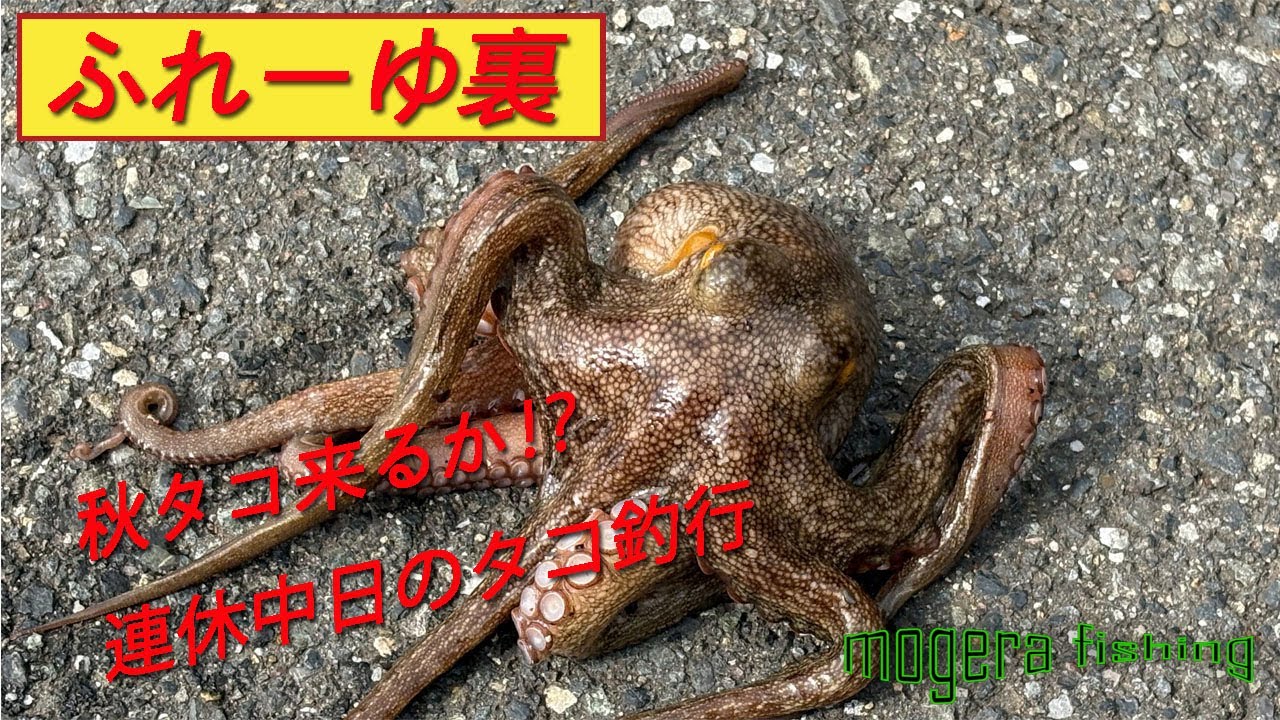 【釣り】横浜ふれーゆ裏　タコ釣り釣行！秋タコは来てるのか！？ノ巻