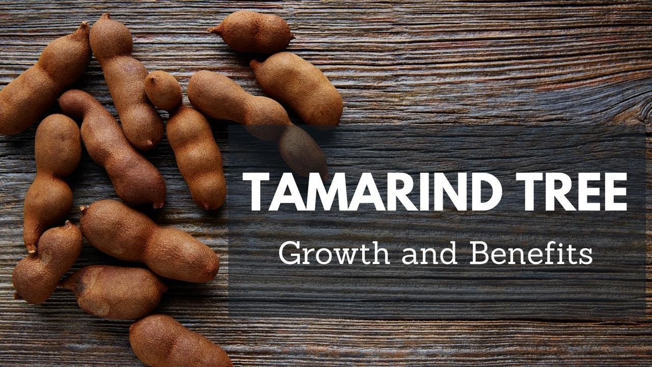 Tamarind Tree and Benefits
