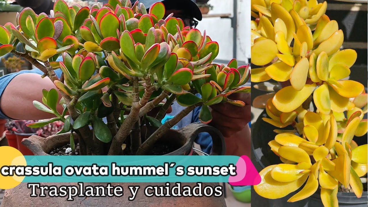 HERMOSA HUMMEL´S SUNSET #crassulaovata #suculentas