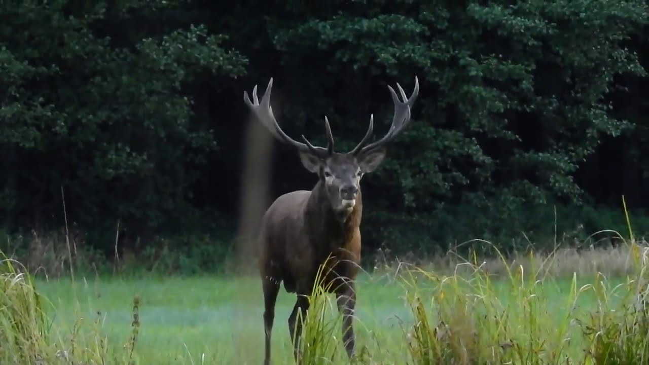 Rykowisko 2020 12stak