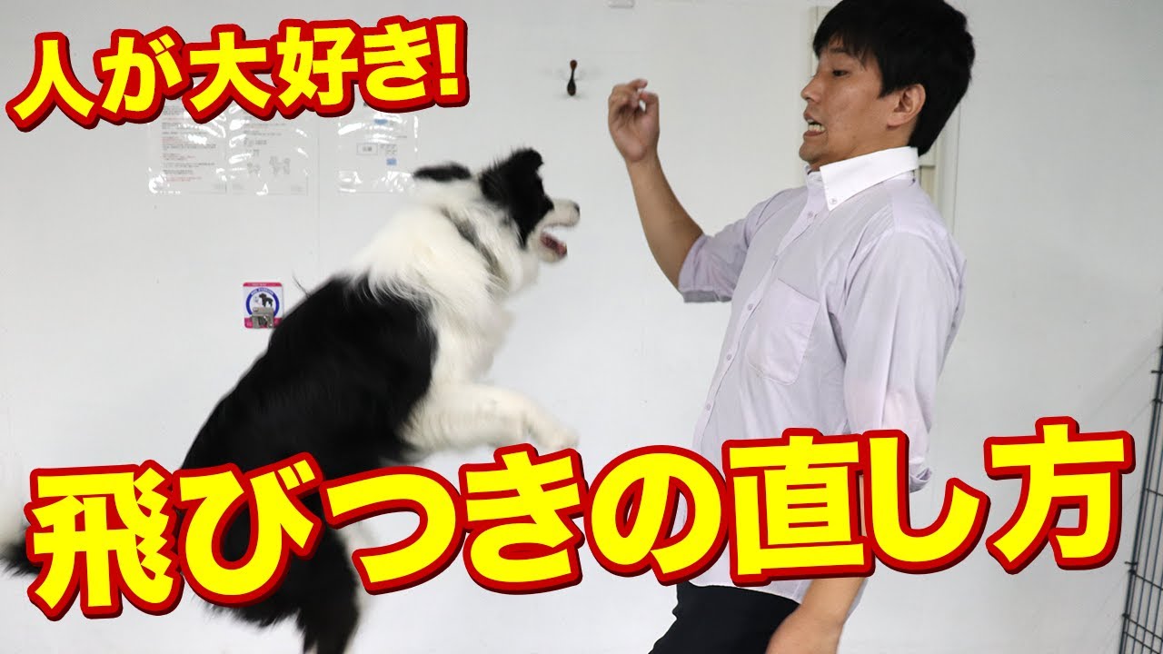 人が大好き！愛犬の飛びつきどうしたらいい？お散歩中など歩いている人に飛びついちゃうと大変！