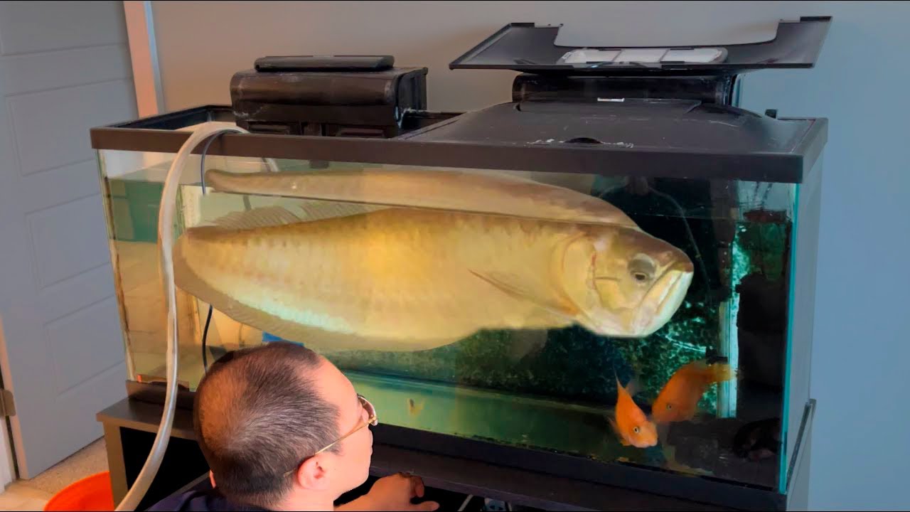 O QUE FAZER QUANDO SEU PEIXE CRESCE DEMAIS?