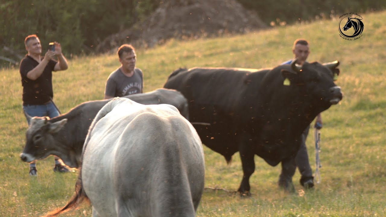 - Krave i bikovi Braće  Tubić u ponosnoj Liskovici čekaju Mega koridu 22.06.2025.