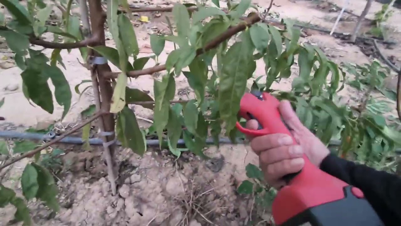 Poda de melocotón (Durazno)en formación de eje central en árbol de un verde.