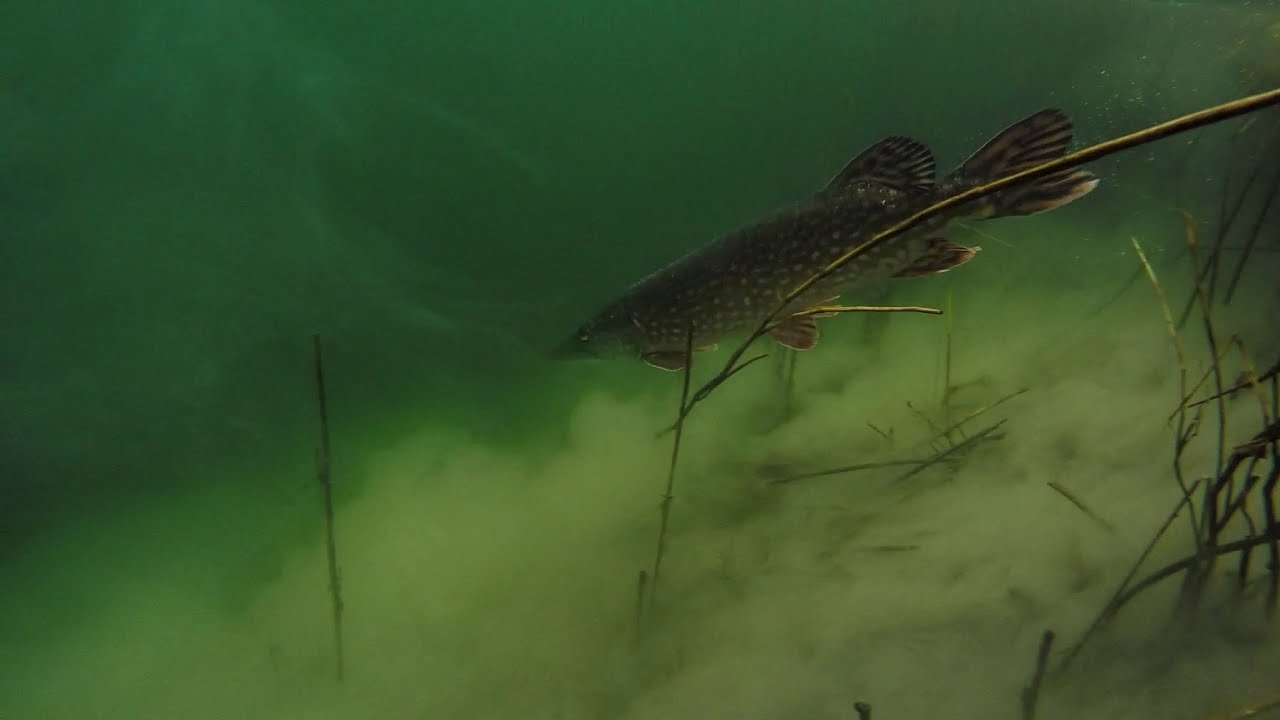 Ultralight spinning for lake pike January 2016. UK Fishing
