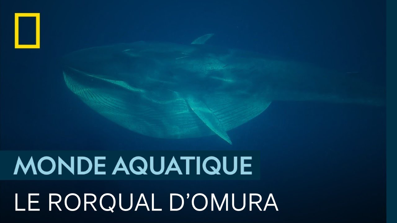 Le rorqual d'Omura, g&eacute;ant solitaire