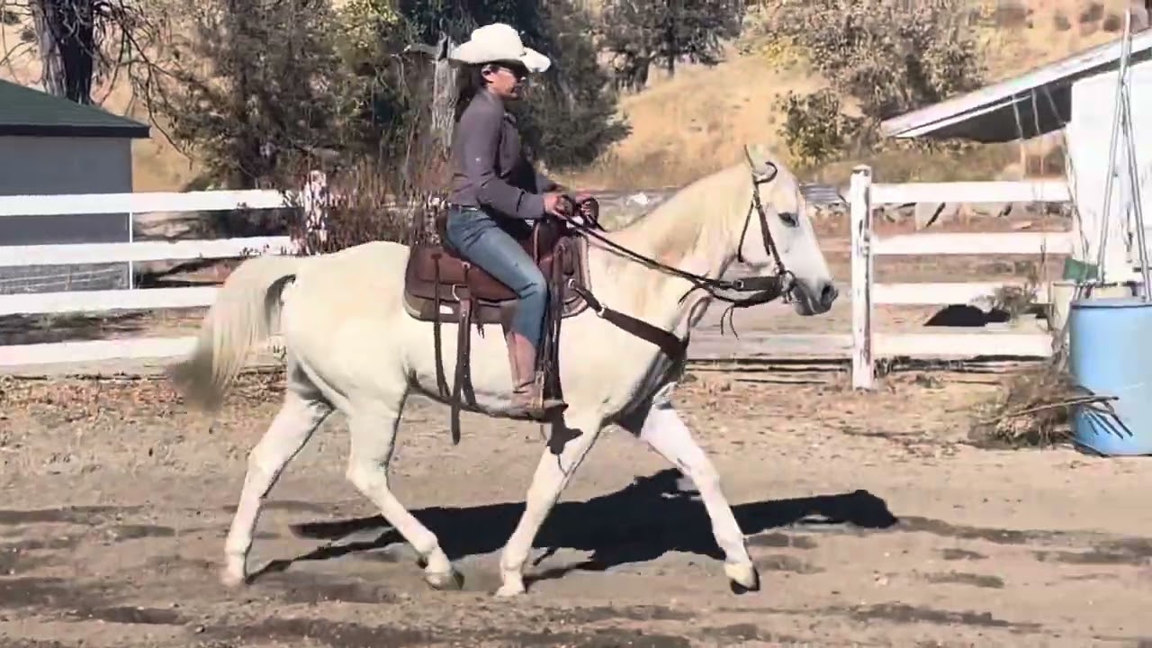 For Sale! December 2023 | “Eb” - 2002 Arabian X Quarter Horse gelding.