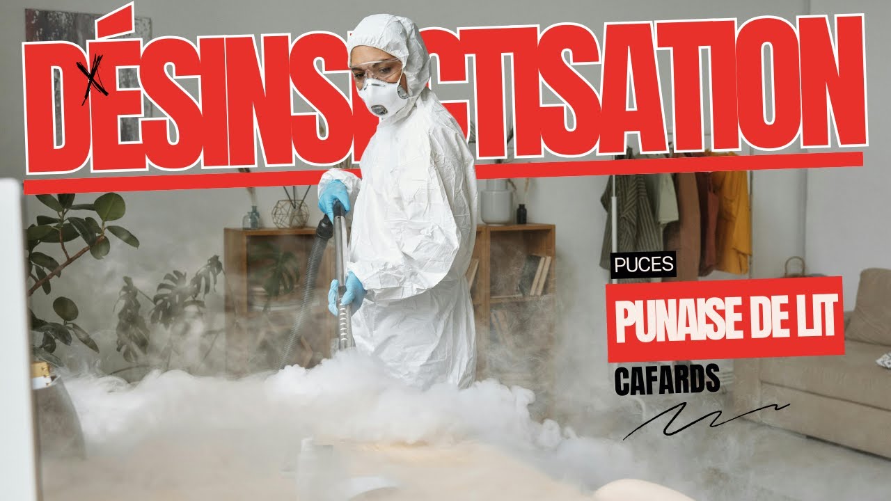 Comment se d&eacute;roule une op&eacute;ration de d&eacute;sinsectisation professionnelle - MAISONEUF