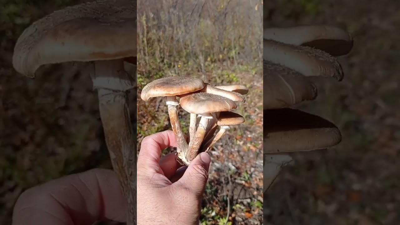 Опята , в лес по грибы