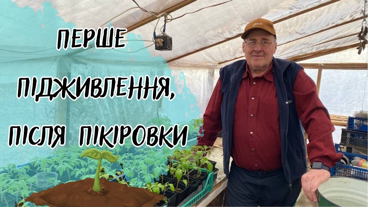 Перше підживлення, після пікіровки