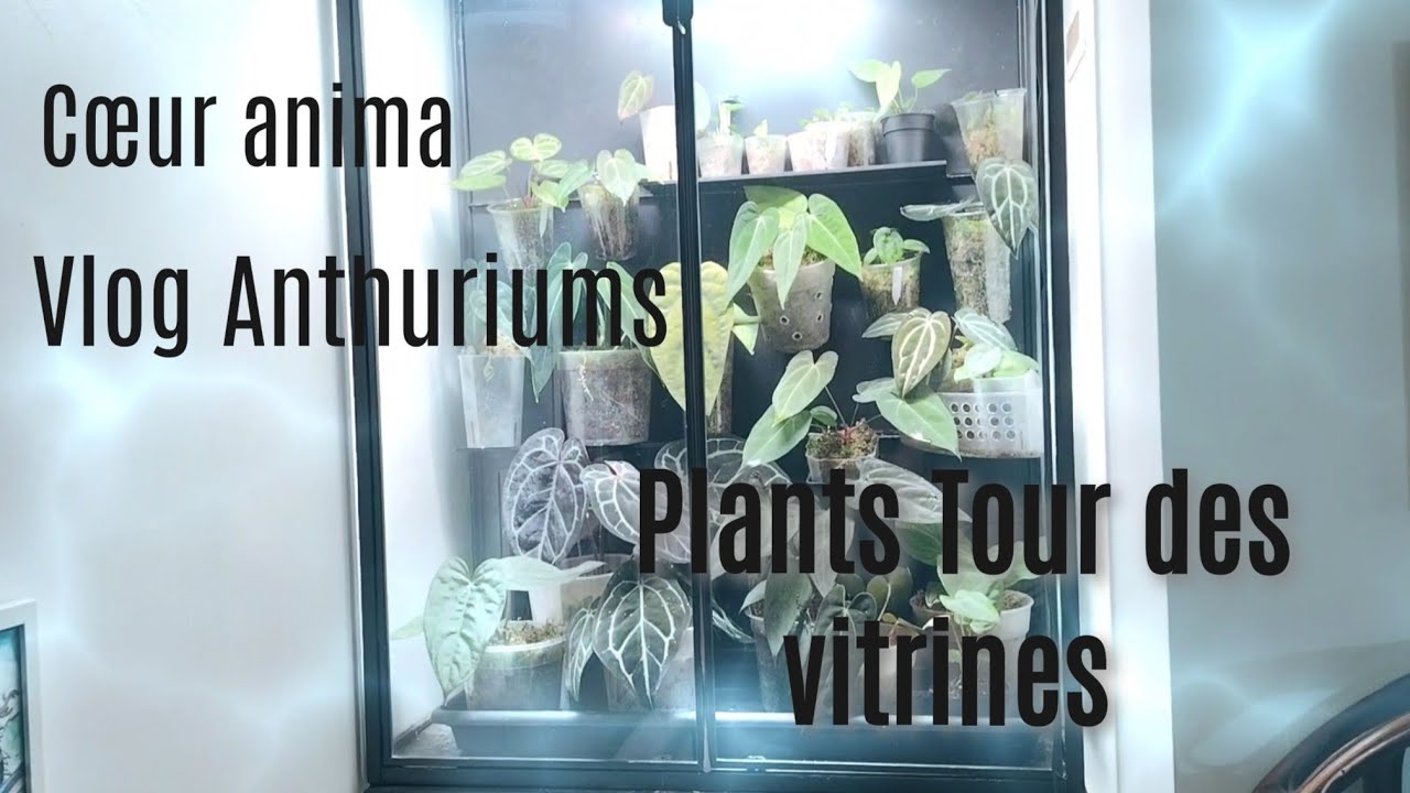 Vlog 5, Plants Tour des Vitrines