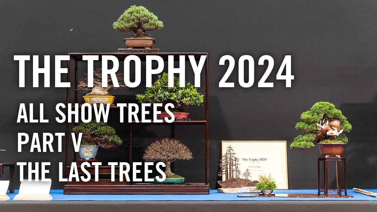 Bonsai Trophy 2024 Belgium, all show trees part 5 the final part