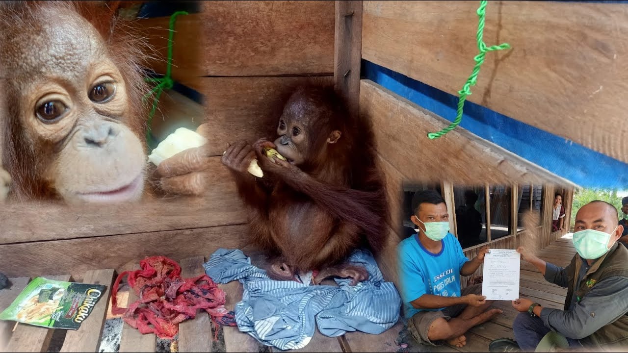 BAYI ORANGUTAN TEMON DISERAHKAN KE BKSDA KALTENG DAN DISEKOLAHKAN!!!