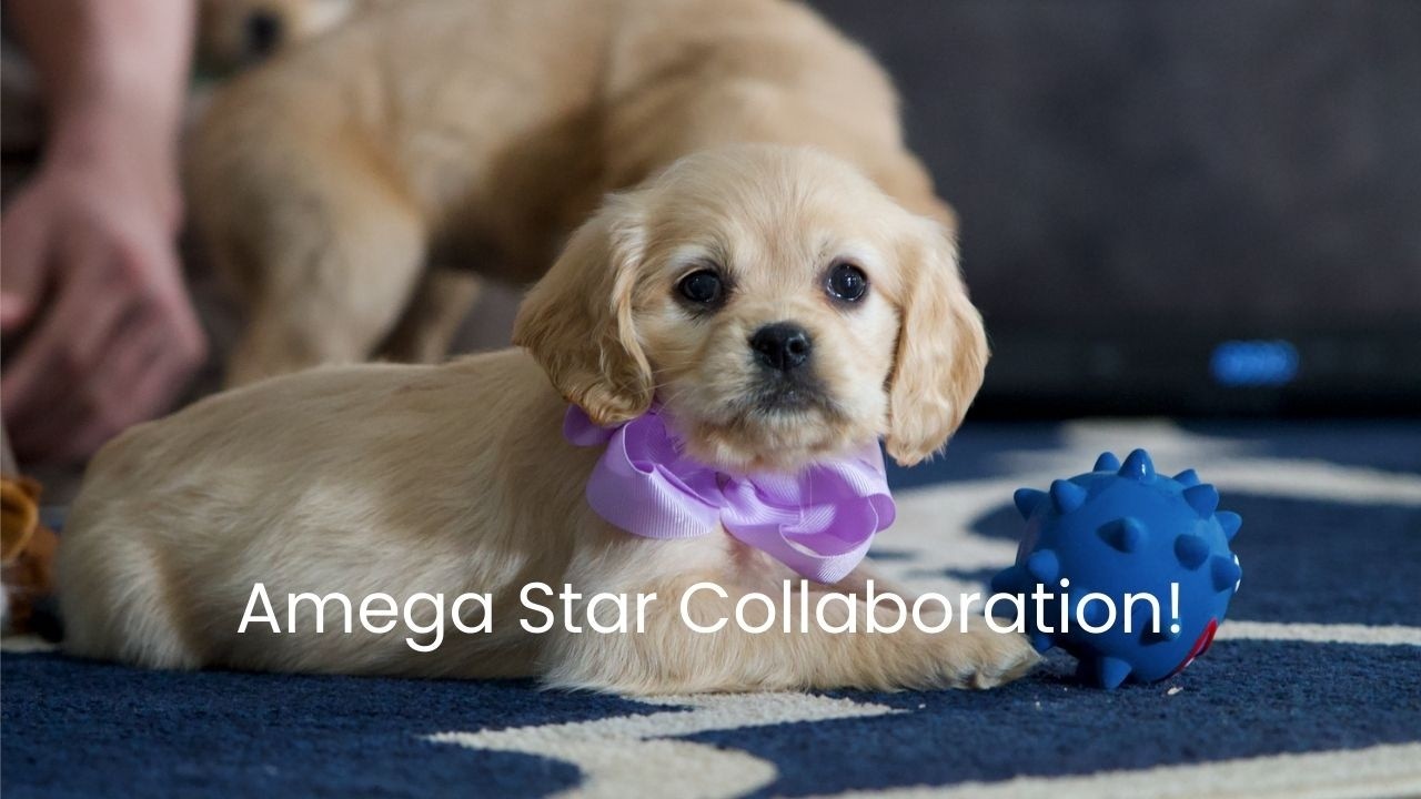 Mini Golden Paradise Partnering With Amega Star Pup Academy!