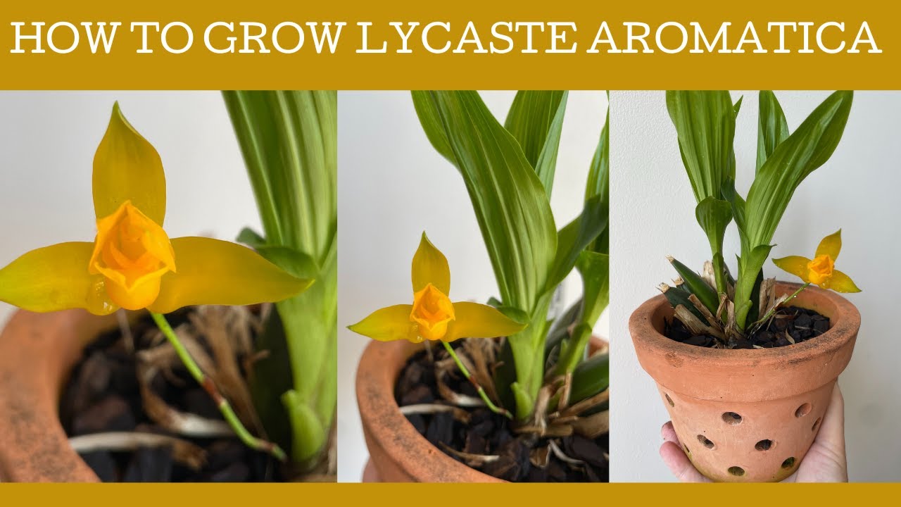 How to grow Lycaste aromatica; a deciduous species Lycaste!