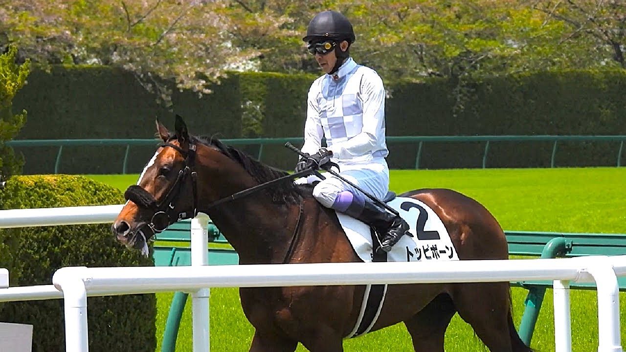 【京都新聞杯(GⅡ) トッピボーン🐴ダービーに向け、今週武豊騎手と出走😲❗❗ 前走パドック😊フルver.  】 阪神5R 3歳1勝クラス 2025.4.19