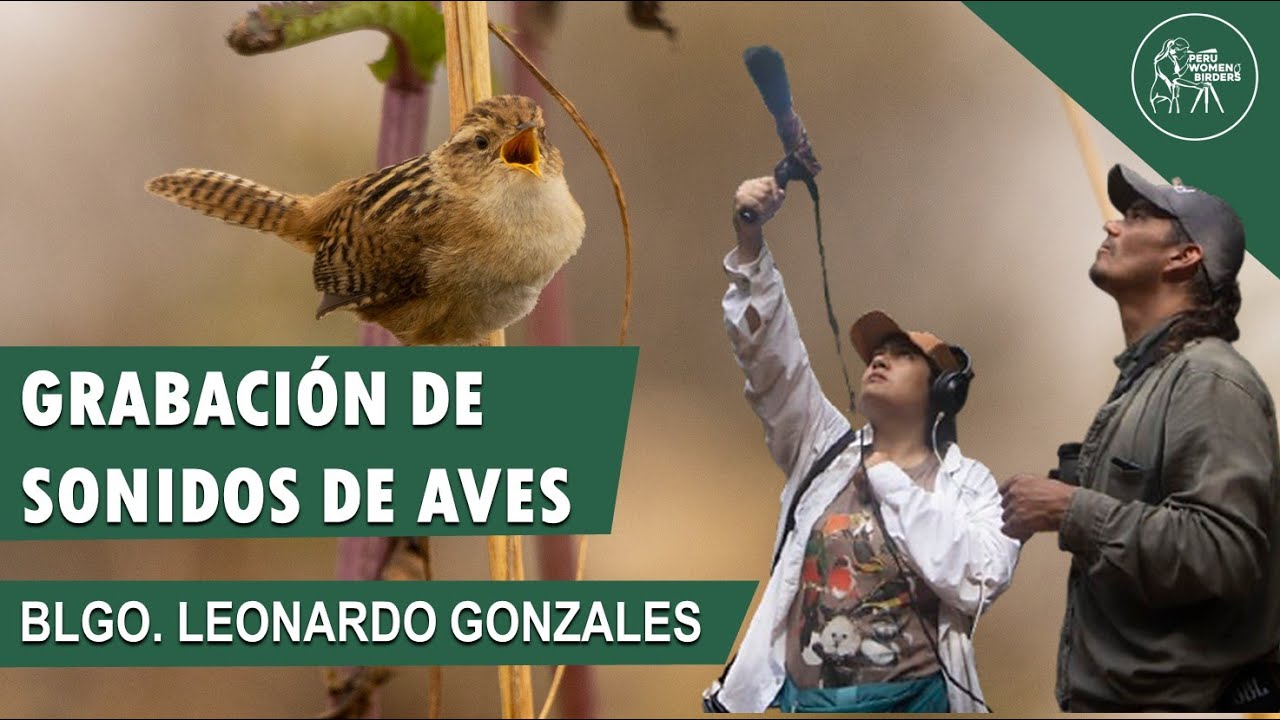 INTRODUCCIÓN A LA GRABACIÓN DE SONIDOS DE AVES | Blgo. Leonardo Gonzales.