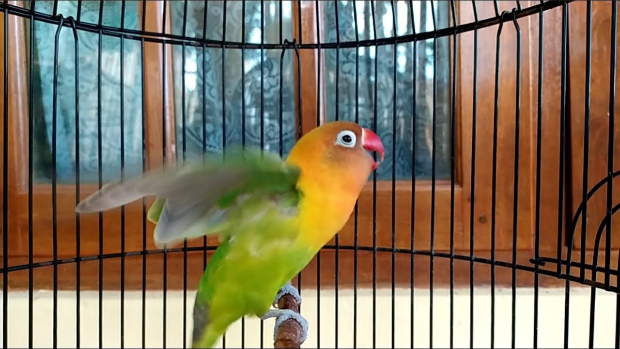 Diawali memanggil lawan lanjut ngetik ngekek panjang, pancingan Lovebird ngekek mantap