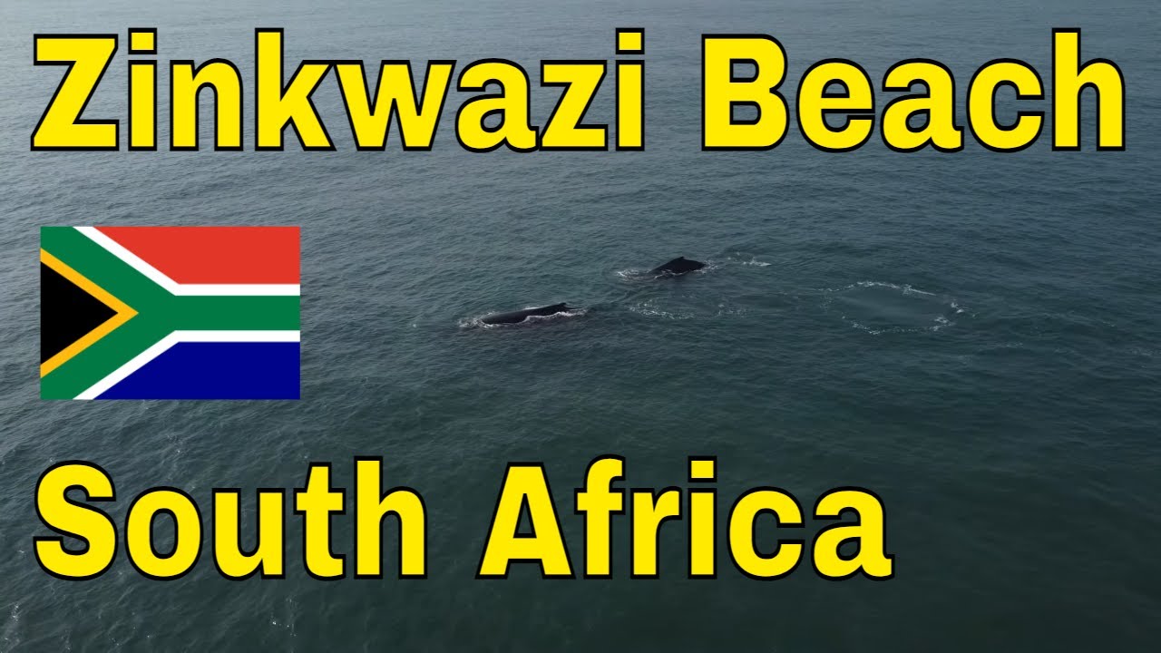Whales in Zinkwazi, KwaZulu-Natal, South Africa - 4k 🇿🇦