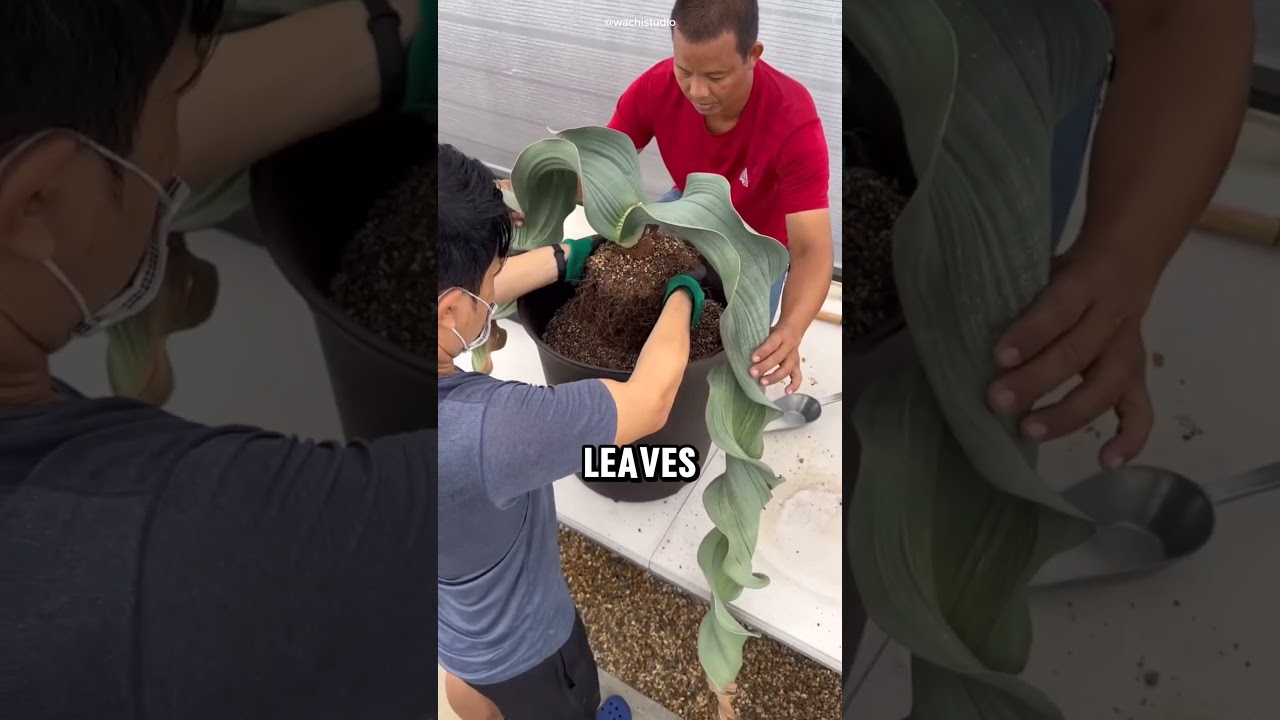 Welwitschia mirabilis: najdziwniejsza roślina na Ziemi #natura #welwitschia