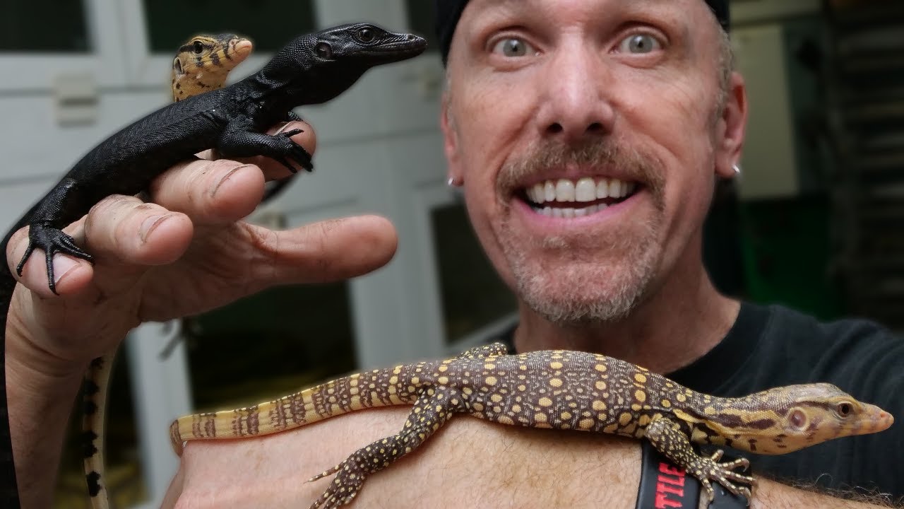 Socializing baby water monitors! Taming your lizard