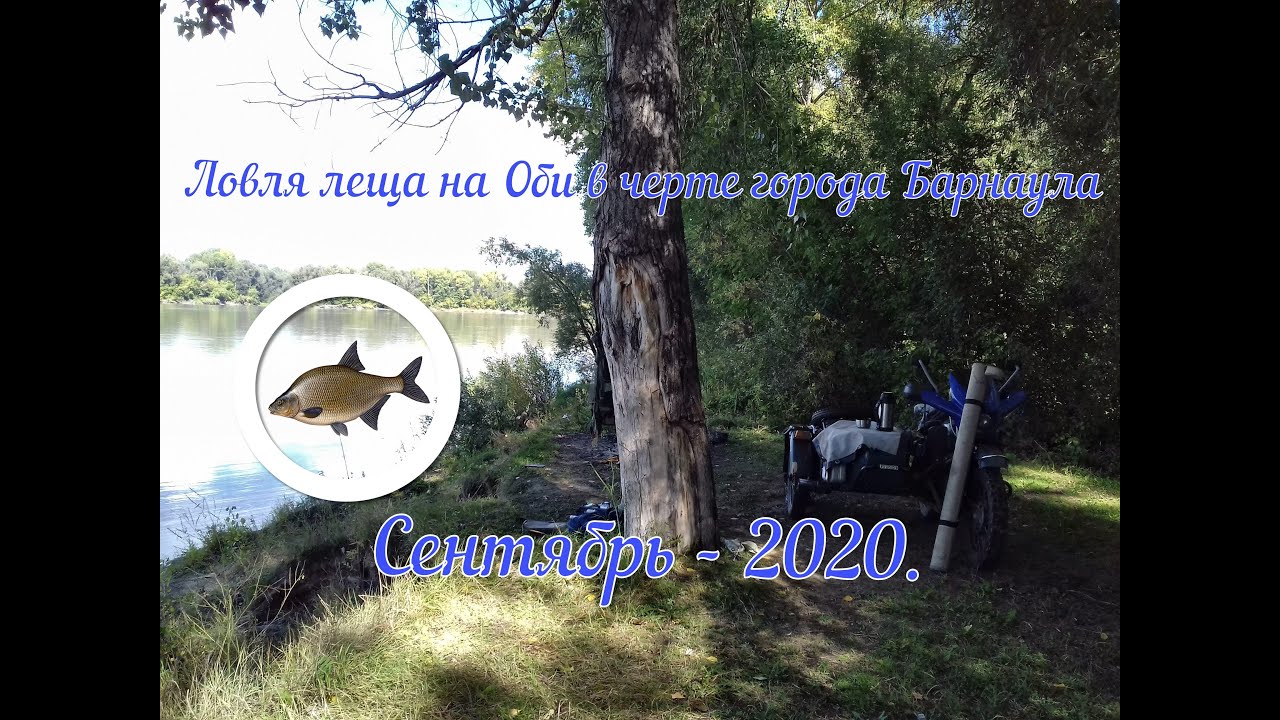 Ловля Леща на Оби в черте города Барнаула ( Сентябрь - 2020 )