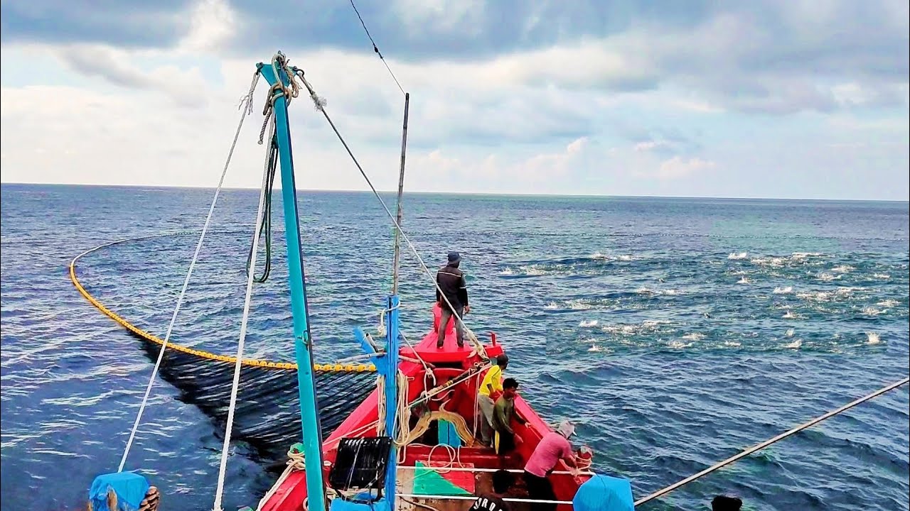 purse seine, this is how fishermen catch fish in the sea