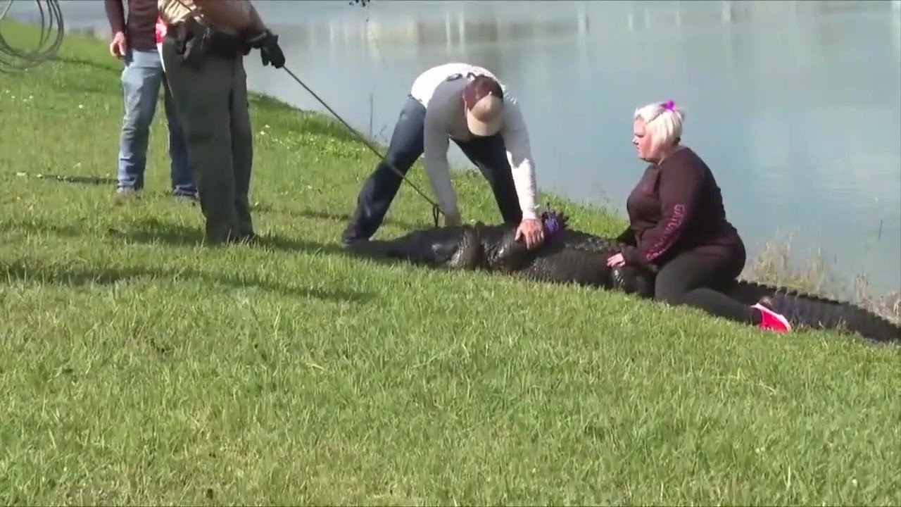 Gator captured after killing elderly woman in St. Lucie County