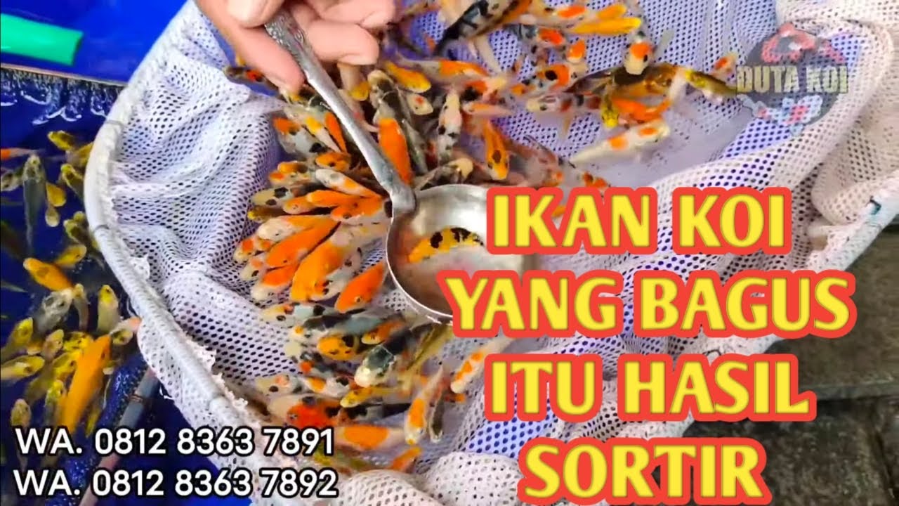Begini! Sortir Bibit Ikan Koi Grade A | Seleksi Anakan Ikan Koi | Seleksi Ikan Koi Umur 1 Bulan