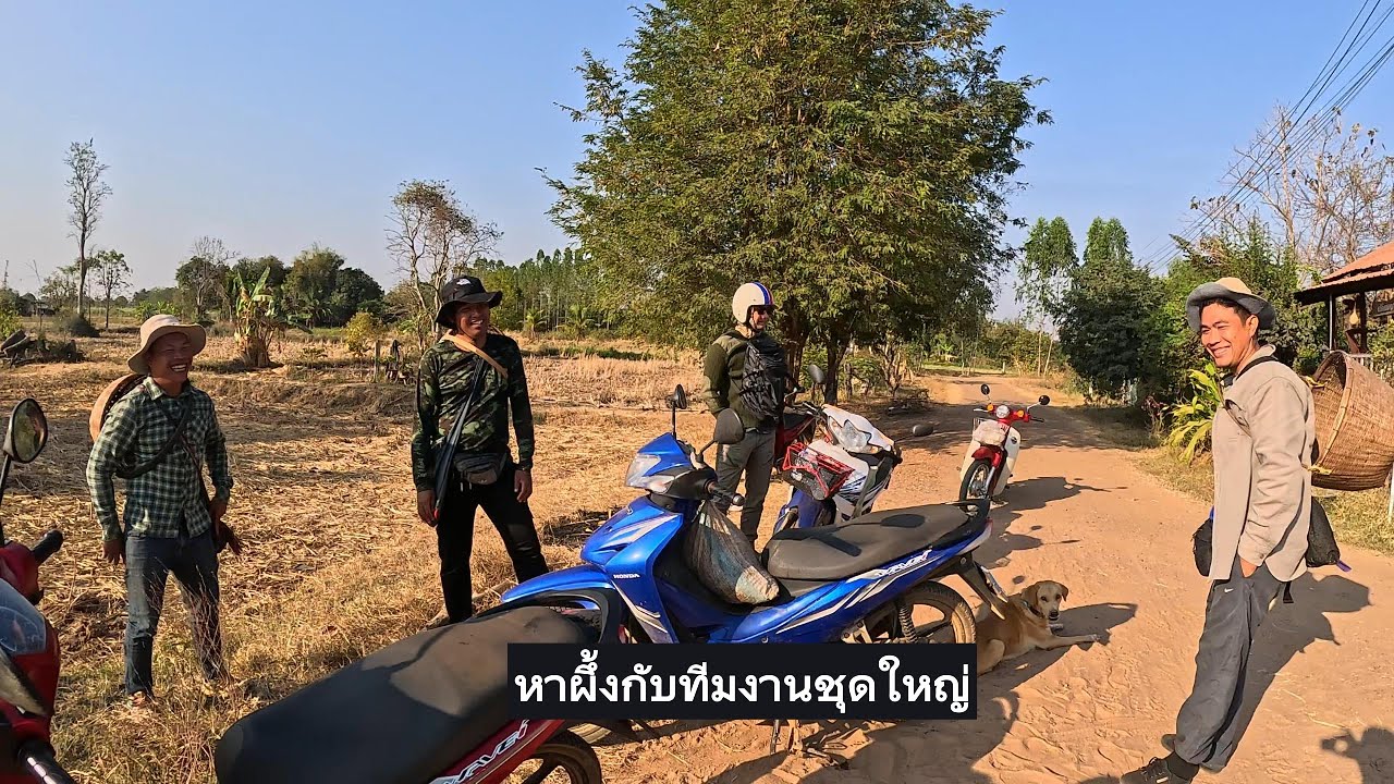 วันนี้หาผึ้งกับทีมงานชุดใหญ่ อำเภอพิมายมีผึ้งไหม  |  พรานหมึก คนตีผึ้ง