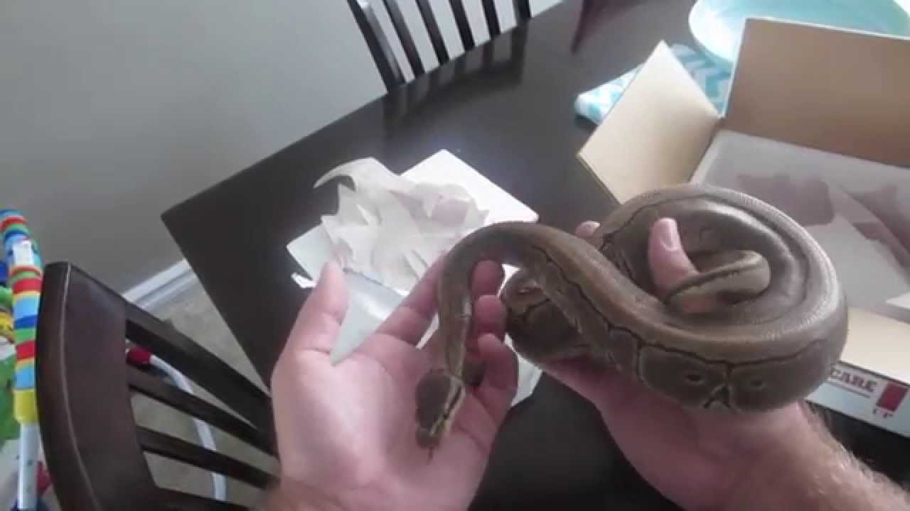 UNBOXING FEMALE PINSTRIPE BALL PYTHON