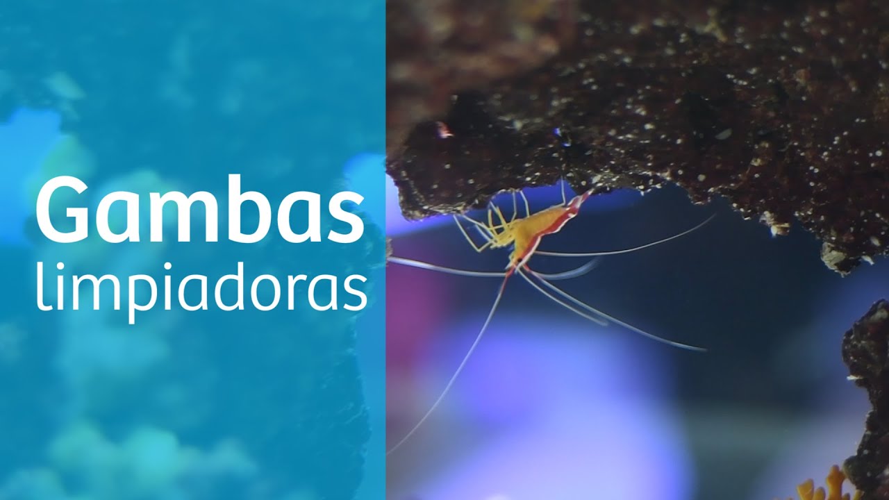 Gambas limpiadoras para acuario 🧹
