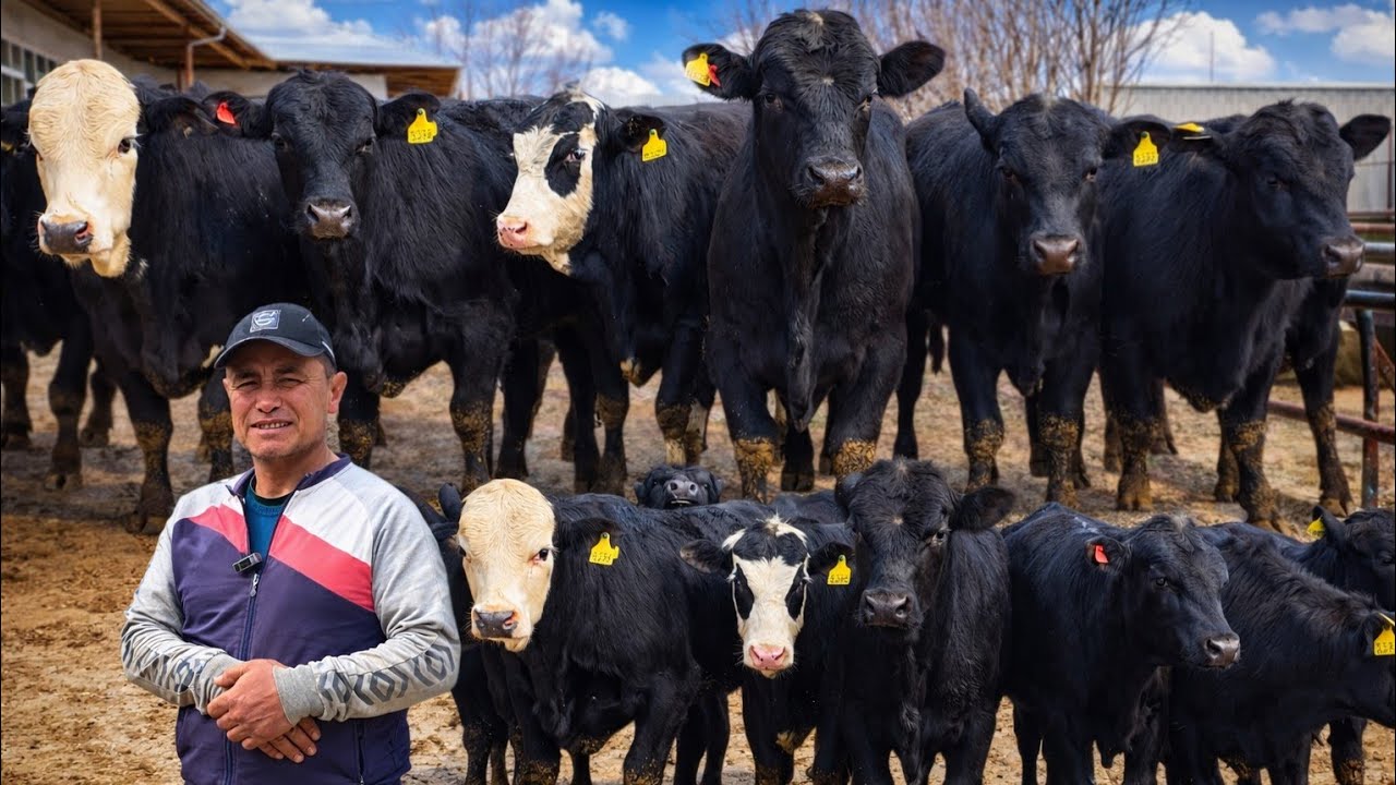 Angus Aberdin va Simental 75_Bosh Nasildor Buqalar 19-mart, 2026